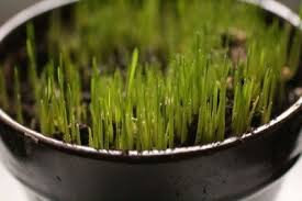 Format3dsmax 2012 + fbx :: Grow A Grass Houseplant Growing Grass Indoors Gardening Know How