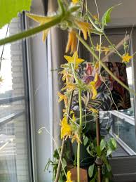 Image result for male flowers cucumber