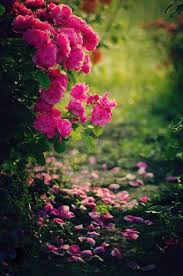 Pin By Lilli On Rose Garden Beautiful Flowers Wallpapers Nature Wallpaper Beautiful Nature Wallpaper