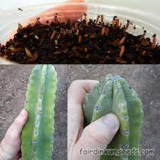 Cactus seeds are notoriously slow to sprout, requiring two months or more to germinate. Cereus Species Peruvian Apple Cactus Seeds Fair Dinkum Seeds