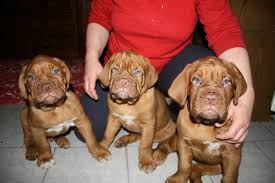 Die bordeaux dogge gehört zu den ältesten überlieferten hunderassen überhaupt und stammt aus frankreich. 10 Wochen Alte Bordeauxdoggenwelpen Bordeauxdoggen