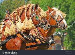 نتیجه جستجوی لغت [workhorses] در گوگل