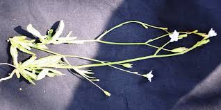 Image result for Wahlenbergia flexuosa
