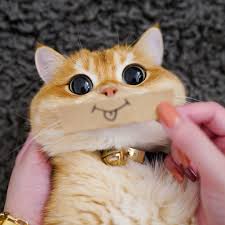Still looking for the cat. 13 Funny Pictures Proving That Sphynx Cats Love Traveling In 2020 Cats Cat Love Cat Breeds