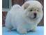 Rough Coat Chow Chow