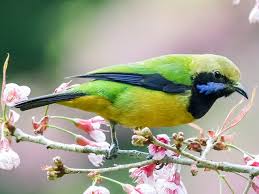 Image result for Ochthocharis