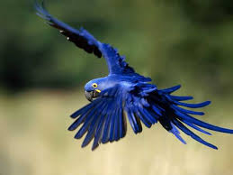 They are such beautiful birds, and their power is clear to see. 5 Animals Of The Amazon Rainforest That Has Beautiful Colors