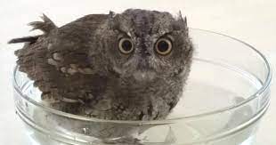 Безамо со хийла хьиза во гитара. Screech Owl Takes A Bath