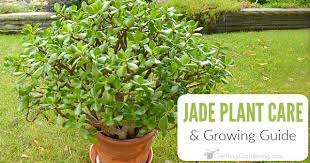 Maybe you would like to learn more about one of these? Jade Plant Care Tips How To Grow Take Care Of A Jade Succulent