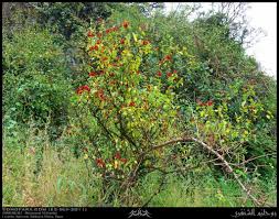 Image result for Ruttya fruticosa