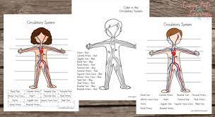 Circulatory system for kids coloring pages are a fun way for kids of all ages to develop creativity, focus, motor skills and color recognition. Circulatory System Worksheets For Kids
