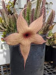 Image result for Stapelia gigantea