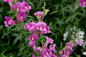 Image result for Antirrhinum