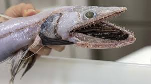 We did not find results for: Disturbing Faceless Fish Hauled From The Most Unexplored Environment On Earth Photo Rt Viral
