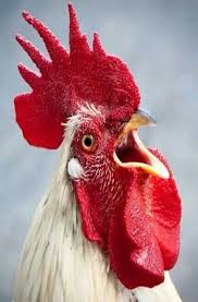 Pin By Mack Black On Chickens And Roosters Chickens And Roosters Rooster Beautiful Chickens