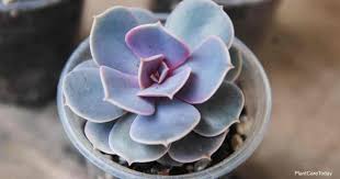 You can cut off pieces of stem, wait for them to dry and they'll grow new plants! What Is A Succulent Graptoveria Growing And Care Information