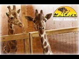 Giraffe Family Keeps Growing Animal Adventure Welcomes New Gira Fox 40 Wicz T Download Mp3 Online Convert You Animal Adventure Park Giraffe Giraffe Facts