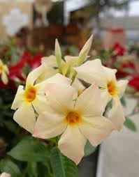 Image result for dipladenie žlutá obrázek