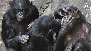 Listen to bonobo | soundcloud is an audio platform that lets you listen to what you love and share the sounds you create. Verhaltensbiologie Bonobos Kennen Freundschaft Ohne Sex Welt