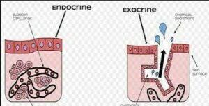 Kenapa pancasila dan pembukaan uud 45 dijadikan sebagai pokok pokok kaidah negara. Sebutkan Perbedaan Kelenjar Endokrin Dan Eksokrin Artikelkeren Com