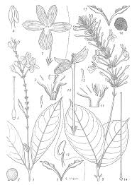 Image result for Pseuderanthemum ludovicianum