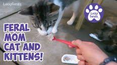 _ah6 wanted to build a feeder for feral cats that. Raccoon Proof Feral Cat Feeder Setup Lucky Ferals