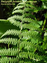 Image result for Thelypteridaceae