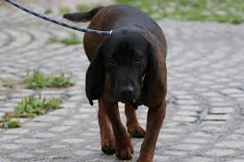 Image result for bavorský barvář