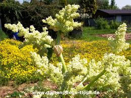 In diesem artikel erfahren sie alles was sie wissen müssen. Rhabarber Wird Er Nach Der Blute Giftig Gartenpflege Tipps