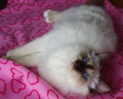 Birman Kittens For Sale Near Me Birman Cat Breeders Australia Birman Kittens For Sale Birman Cat Birman Kittens Birman Kittens For Sale