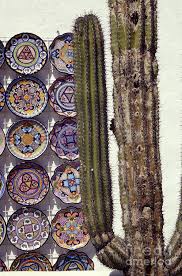 América en la historia de la liga mx | videos. Cactus And Plates Todos Santos Baja Mexico Photograph By John Mitchell