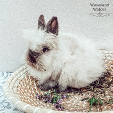 Das löwenkopfkaninchen oder löwenmähnenkaninchen ist eine zwergkaninchenrasse. Wá´‡sá´‡Ê€ÊŸá´€É´á´… WÉªá´…á´…á´‡Ê€ On Instagram Unsere Kleine Knutschkugel Fluffypack Flauschig Lowenkopfkaninchen Teddy Kan Knutschkugel Zwergkaninchen Kaninchen