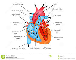 Blood flow through the heart chart. Pathway Of Blood Flow Through The Heart Stock Illustration Illustration Of Drawing Flow 36287247