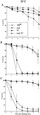 They have a thick coat of hair that. The Dorsoventral Regulatory Gene Cassette Spatzle Toll Cactus Controls The Potent Antifungal Response In Drosophila Adults Sciencedirect