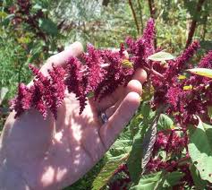 Red Amaranth Amaranthus Cruentus 100 Seeds Yard Garden Outdoor Living Amaranth Seeds Amaranthus
