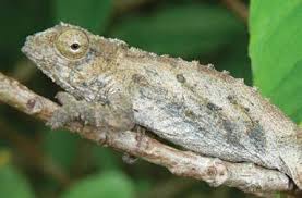 Image result for Crotalaria namuliensis