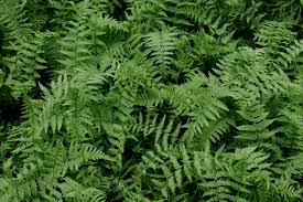 Image result for Cycnium filicalyx