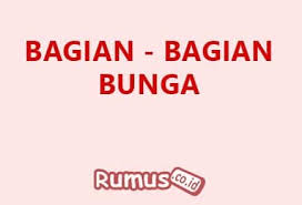 Bunga adalah salah satu bagian dari tumbuhan yang mempunyai fungsi untuk melakukan perkembangbiakan. Bagian Bagian Bunga Dan Fungsinya Lengkap Beserta Gambarnya
