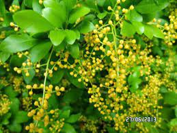 #pokokmini #pokokhidup #pokokhiasan #pokokbunga #bungamatahari pic.twitter.com/ikqeunwn15. Pokok Bunga Wangi Telur Belangkas Zmz Seeds Gojes Store Facebook