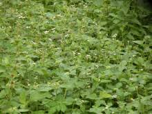 Image result for Aneilema lanceolatum