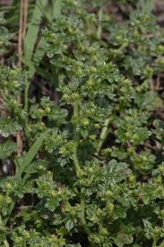 Image result for Coldenia procumbens