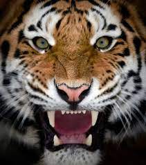 Siberian Tiger Roaring Roar Siberian Tiger By Alain Turgeon Siberiantiger Siberian Tiger Cute Animals Wild Animals Beautiful Big Cats