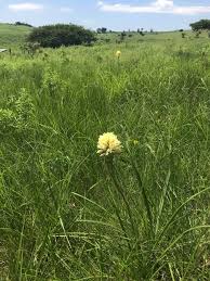 Image result for Satyrium crassicaule