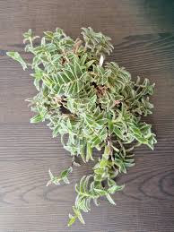 Image result for Cyanotis