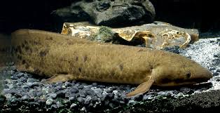 Making fishes live on land whilst they are really meant on water. The Amazing Ancient Fishes Of Africa Cool Green Science