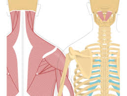 Despite being a relatively small region, it contains a range of important anatomical features. Head Neck Muscles Muscles That Act On The Neck And Head