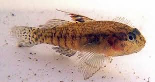 Largemouth Goby Redigobius Macrostoma Gunther 1861 North Creek Fish Pet Estuary