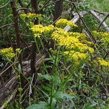 Image result for Senecio latifolius
