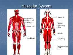 These muscles hold the inner ear together and are connected to. Human Systems Muscular System Definition Definition All The Muscles In Your Body All The Muscles In Your Body Muscles Muscles Body Tissue That Can Ppt Download