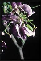 Image result for Millettia usaramensis